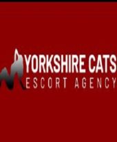 Yorkshire Cats